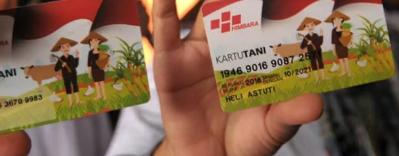 Pemerintah Kabupaten Bengkulu Selatan, Provinsi Bengkulu, telah menyatakan kesiapannya untuk mendistribusikan 9.611 Kartu Tani kepada para petani di wilayah tersebut. Program ini bertujuan untuk meningkatkan kesejahteraan petani dengan memberikan kemudahan akses terhadap berbagai program dan bantuan pemerintah. Kartu Tani merupakan kartu multiguna yang dapat digunakan oleh petani untuk berbagai keperluan, seperti pembelian pupuk bersubsidi, mendapatkan informasi pasar, dan akses terhadap layanan perbankan. Program ini diharapkan dapat membantu petani dalam meningkatkan produktivitas dan pendapatan mereka. ## Distribusi Kartu Tani Meningkatkan Akses Pupuk Bersubsidi Distribusi Kartu Tani di Bengkulu Selatan merupakan upaya pemerintah untuk meningkatkan akses petani terhadap pupuk bersubsidi. Melalui kartu ini, petani dapat membeli pupuk bersubsidi dengan lebih mudah dan transparan. Sistem Pembelian Pupuk Bersubsidi dengan Kartu Tani Sistem pembelian pupuk bersubsidi dengan Kartu Tani telah dirancang untuk mencegah penyalahgunaan dan memastikan pendistribusian pupuk yang tepat sasaran. Berikut adalah tahapan pembelian pupuk bersubsidi dengan Kartu Tani: Pendaftaran: Petani yang ingin mendapatkan pupuk bersubsidi harus terlebih dahulu mendaftarkan diri ke Dinas Pertanian setempat. Data petani akan diverifikasi dan diinput ke dalam sistem. Verifikasi Data: Setelah data diverifikasi, petani akan menerima Kartu Tani. Kartu ini berisi informasi tentang identitas petani dan kuota pupuk yang telah ditentukan. Pembelian Pupuk: Petani dapat membeli pupuk bersubsidi di kios-kios pupuk yang telah ditunjuk oleh pemerintah. Petani cukup menunjukkan kartu tani mereka untuk melakukan pembelian. Monitoring dan Evaluasi: Pemerintah secara berkala melakukan monitoring dan evaluasi terhadap program ini untuk memastikan pendistribusian pupuk yang tepat sasaran dan mencegah penyalahgunaan. Manfaat Kartu Tani untuk Akses Pupuk Bersubsidi Kartu Tani memberikan berbagai manfaat bagi para petani, khususnya dalam akses terhadap pupuk bersubsidi: Kemudahan Akses: Kartu Tani memudahkan petani dalam membeli pupuk bersubsidi. Petani tidak perlu lagi mengantri panjang atau melakukan proses administrasi yang rumit. Transparansi: Sistem Kartu Tani meningkatkan transparansi dalam pendistribusian pupuk bersubsidi. Petani dapat mengetahui kuota pupuk yang telah ditetapkan untuk mereka dan menelusuri transaksi pembelian pupuk. Efisiensi: Kartu Tani meningkatkan efisiensi dalam pendistribusian pupuk bersubsidi. Pemerintah dapat memonitor penggunaan pupuk dan memastikan penyaluran pupuk yang tepat sasaran. Keadilan: Kartu Tani memastikan keadilan dalam akses terhadap pupuk bersubsidi. Semua petani yang terdaftar dalam sistem akan memperoleh kuota pupuk yang sama. ## Program Kartu Tani Meningkatkan Akses Informasi Pasar Salah satu fitur penting dari Kartu Tani adalah akses informasi pasar. Melalui kartu ini, petani dapat memperoleh informasi terkini mengenai harga komoditas pertanian, peluang pasar, dan perkembangan teknologi pertanian. Informasi ini sangat penting bagi petani dalam menentukan strategi produksi dan pemasaran hasil panen mereka. Pemanfaatan Informasi Pasar untuk Meningkatkan Pendapatan Petani Informasi pasar yang akurat dan terkini dapat membantu petani dalam meningkatkan pendapatan mereka. Berikut adalah beberapa contoh pemanfaatan informasi pasar oleh petani: Menetapkan Harga Jual: Petani dapat memanfaatkan informasi harga pasar untuk menentukan harga jual hasil panen mereka yang kompetitif. Mereka dapat menjual hasil panen mereka dengan harga yang lebih tinggi jika mengetahui harga pasar yang sedang berlaku. Menentukan Waktu Panen: Informasi pasar dapat membantu petani dalam menentukan waktu panen yang tepat untuk mendapatkan harga terbaik. Petani dapat memanen hasil panen mereka saat harga sedang tinggi. Memilih Komoditas: Informasi pasar dapat membantu petani dalam memilih komoditas yang menguntungkan untuk dibudidayakan. Petani dapat memilih komoditas yang memiliki permintaan pasar yang tinggi dan harga yang stabil. Mengenali Peluang Pasar: Informasi pasar dapat membantu petani dalam mengenali peluang pasar baru. Petani dapat memanfaatkan peluang pasar baru untuk meningkatkan pendapatan mereka. Pentingnya Akses Informasi Pasar bagi Petani Akses informasi pasar yang mudah dan cepat sangat penting bagi para petani. Informasi pasar yang akurat dapat membantu petani dalam meningkatkan produktivitas, efisiensi, dan pendapatan mereka. ## Kartu Tani Membuka Akses Layanan Perbankan Kartu Tani juga berfungsi sebagai akses terhadap layanan perbankan bagi para petani. Melalui kartu ini, petani dapat membuka rekening tabungan dan mendapatkan layanan perbankan lainnya, seperti pinjaman usaha dan asuransi pertanian. Ini membantu petani dalam mengelola keuangan mereka dengan lebih baik dan meningkatkan akses terhadap modal usaha. Manfaat Akses Layanan Perbankan bagi Petani Akses terhadap layanan perbankan dapat memberikan berbagai manfaat bagi para petani, antara lain: Pengelolaan Keuangan: Kartu Tani memungkinkan petani untuk membuka rekening tabungan dan mengelola keuangan mereka dengan lebih baik. Mereka dapat menabung hasil panen mereka dan mengakses dana tersebut kapan saja mereka membutuhkan. Akses Modal Usaha: Melalui kartu tani, petani dapat mengakses pinjaman usaha dari lembaga keuangan. Pinjaman usaha ini dapat digunakan untuk membeli bibit, pupuk, atau peralatan pertanian lainnya. Asuransi Pertanian: Kartu Tani dapat digunakan untuk mendapatkan asuransi pertanian. Asuransi pertanian memberikan perlindungan kepada petani dari kerugian akibat bencana alam atau penyakit tanaman. Transaksi Keuangan: Kartu Tani dapat digunakan untuk melakukan transaksi keuangan, seperti pembayaran tagihan dan pembelian kebutuhan sehari-hari. Pentingnya Akses Layanan Perbankan untuk Meningkatkan Kesejahteraan Petani Akses terhadap layanan perbankan merupakan salah satu faktor penting dalam meningkatkan kesejahteraan petani. Layanan perbankan yang memadai dapat membantu petani dalam mengelola keuangan mereka, mendapatkan modal usaha, dan meningkatkan produktivitas mereka. ## Program Kartu Tani Meningkatkan Ketahanan Pangan di Bengkulu Selatan Program Kartu Tani di Bengkulu Selatan diharapkan dapat meningkatkan ketahanan pangan di wilayah tersebut. Dengan meningkatkan akses petani terhadap pupuk bersubsidi, informasi pasar, dan layanan perbankan, program ini dapat membantu petani dalam meningkatkan produktivitas dan pendapatan mereka. Meningkatkan Produksi Pangan dengan Akses Pupuk Bersubsidi Akses terhadap pupuk bersubsidi merupakan faktor penting dalam meningkatkan produktivitas pertanian. Pupuk bersubsidi membantu petani dalam memenuhi kebutuhan nutrisi tanaman, sehingga dapat menghasilkan panen yang lebih banyak dan berkualitas tinggi. Meningkatkan Pendapatan Petani dengan Informasi Pasar Informasi pasar yang akurat membantu petani dalam menentukan strategi pemasaran yang tepat untuk mendapatkan harga jual yang tinggi. Dengan mendapatkan harga jual yang tinggi, petani dapat meningkatkan pendapatan mereka dan meningkatkan kesejahteraan keluarga mereka. Memperkuat Ekonomi Petani dengan Akses Layanan Perbankan Akses terhadap layanan perbankan membantu petani dalam mengelola keuangan mereka dengan lebih baik. Petani dapat memanfaatkan layanan perbankan untuk mendapatkan modal usaha, asuransi pertanian, dan berbagai layanan perbankan lainnya. Pentingnya Ketahanan Pangan bagi Kesejahteraan Masyarakat Ketahanan pangan merupakan salah satu faktor penting dalam meningkatkan kesejahteraan masyarakat. Ketahanan pangan yang kuat dapat menjamin ketersediaan pangan yang cukup, aman, dan terjangkau bagi seluruh masyarakat. ## Dampak Positif Program Kartu Tani Bagi Petani Bengkulu Selatan Program Kartu Tani di Bengkulu Selatan diharapkan dapat memberikan dampak positif bagi para petani di wilayah tersebut. Program ini dapat meningkatkan produktivitas, pendapatan, dan kesejahteraan petani. Meningkatkan Produktivitas Pertanian Program Kartu Tani diharapkan dapat meningkatkan produktivitas pertanian di Bengkulu Selatan. Akses terhadap pupuk bersubsidi dapat membantu petani dalam memenuhi kebutuhan nutrisi tanaman, sehingga dapat meningkatkan hasil panen. Meningkatkan Pendapatan Petani Program Kartu Tani juga diharapkan dapat meningkatkan pendapatan petani. Akses terhadap informasi pasar dapat membantu petani dalam menentukan strategi pemasaran yang tepat untuk mendapatkan harga jual yang tinggi. Meningkatkan Kesejahteraan Petani Program Kartu Tani dapat meningkatkan kesejahteraan petani dengan berbagai cara. Akses terhadap pupuk bersubsidi, informasi pasar, dan layanan perbankan dapat membantu petani dalam meningkatkan produktivitas, pendapatan, dan akses terhadap modal usaha. Pentingnya Program Pemberdayaan Petani Program pemberdayaan petani sangat penting untuk meningkatkan kesejahteraan petani. Program ini dapat membantu petani dalam mengakses berbagai sumber daya dan informasi yang dibutuhkan untuk meningkatkan produktivitas dan pendapatan mereka. ## Kesimpulan Program distribusi 9.611 Kartu Tani di Bengkulu Selatan merupakan upaya pemerintah untuk meningkatkan kesejahteraan petani di wilayah tersebut. Melalui kartu ini, petani dapat mengakses berbagai program dan bantuan pemerintah, seperti pupuk bersubsidi, informasi pasar, dan layanan perbankan. Program ini diharapkan dapat meningkatkan produktivitas, pendapatan, dan kesejahteraan petani. Program Kartu Tani ini memiliki potensi besar untuk meningkatkan ketahanan pangan di Bengkulu Selatan. Dengan meningkatkan akses petani terhadap berbagai sumber daya dan informasi, program ini dapat membantu petani dalam meningkatkan produktivitas dan pendapatan mereka, sehingga dapat menjamin ketersediaan pangan yang cukup, aman, dan terjangkau bagi seluruh masyarakat.